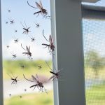 Many mosquitoes flying in to the house while insect net was open