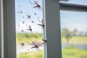 Many mosquitoes flying in to the house while insect net was open
